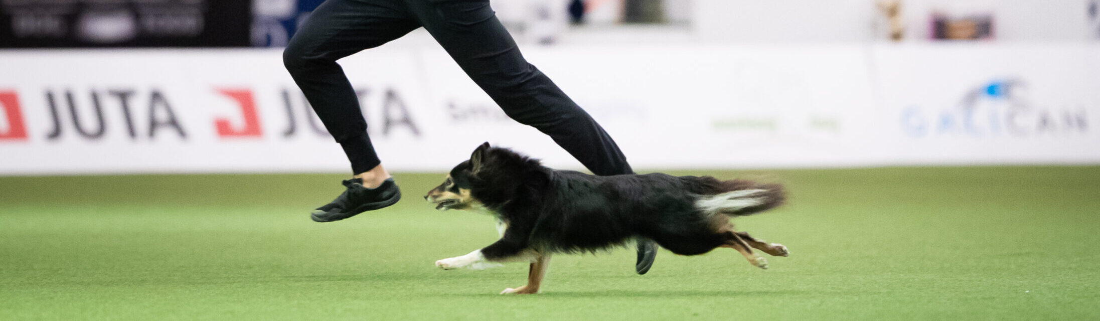 Handler and dog competing
