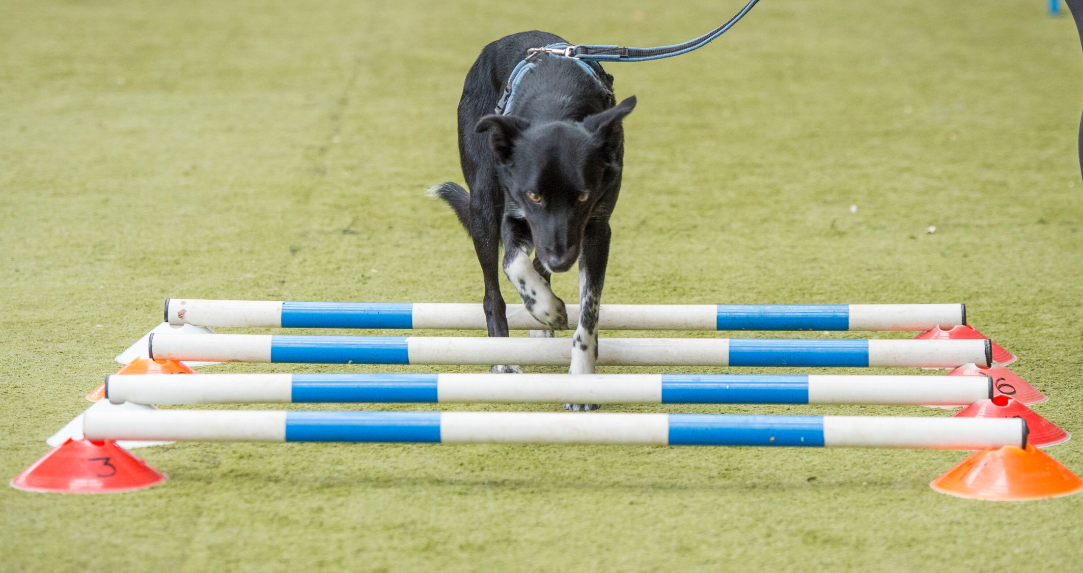 Camp with Nicola Giraudi