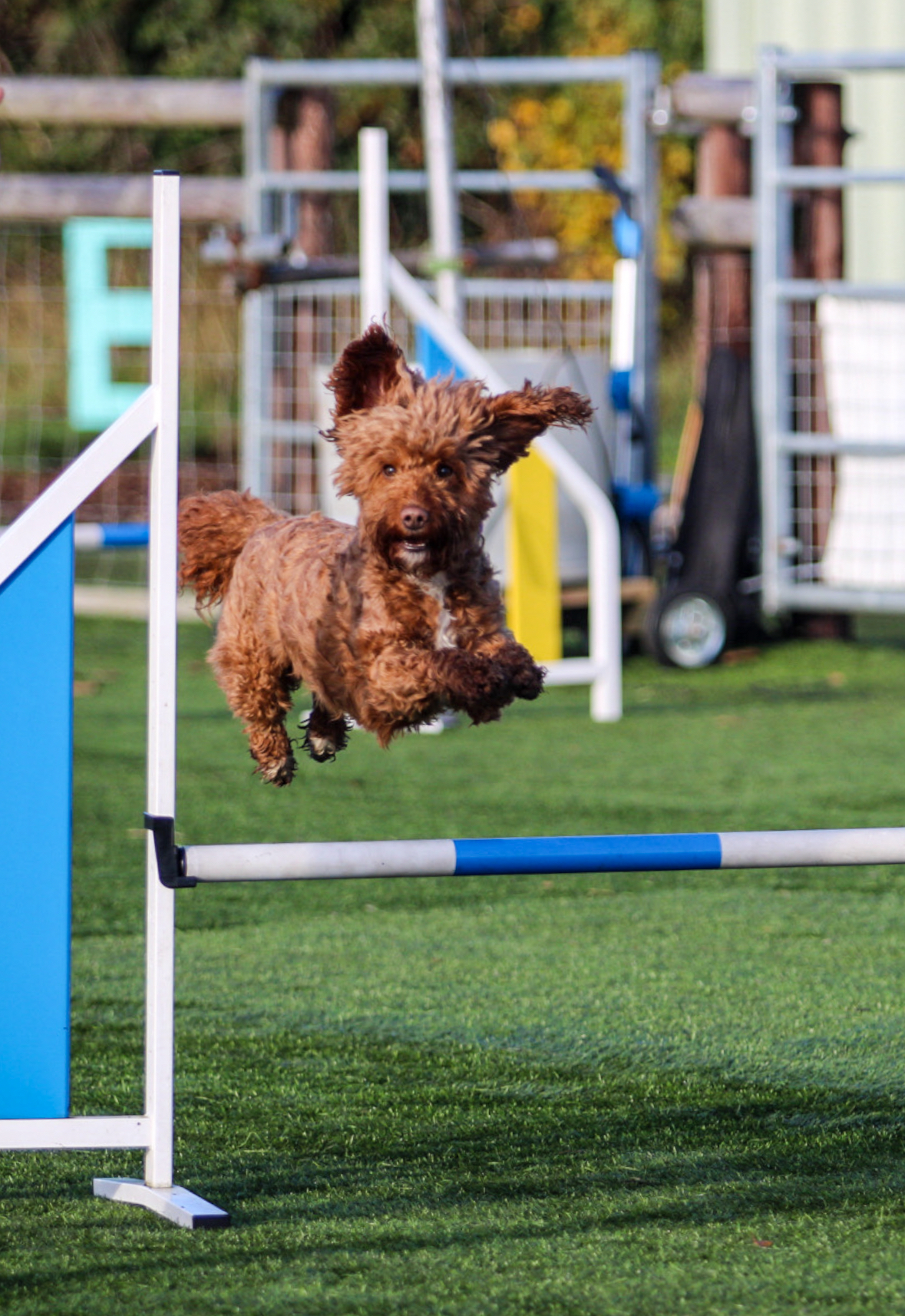 Steeplechase Afternoon